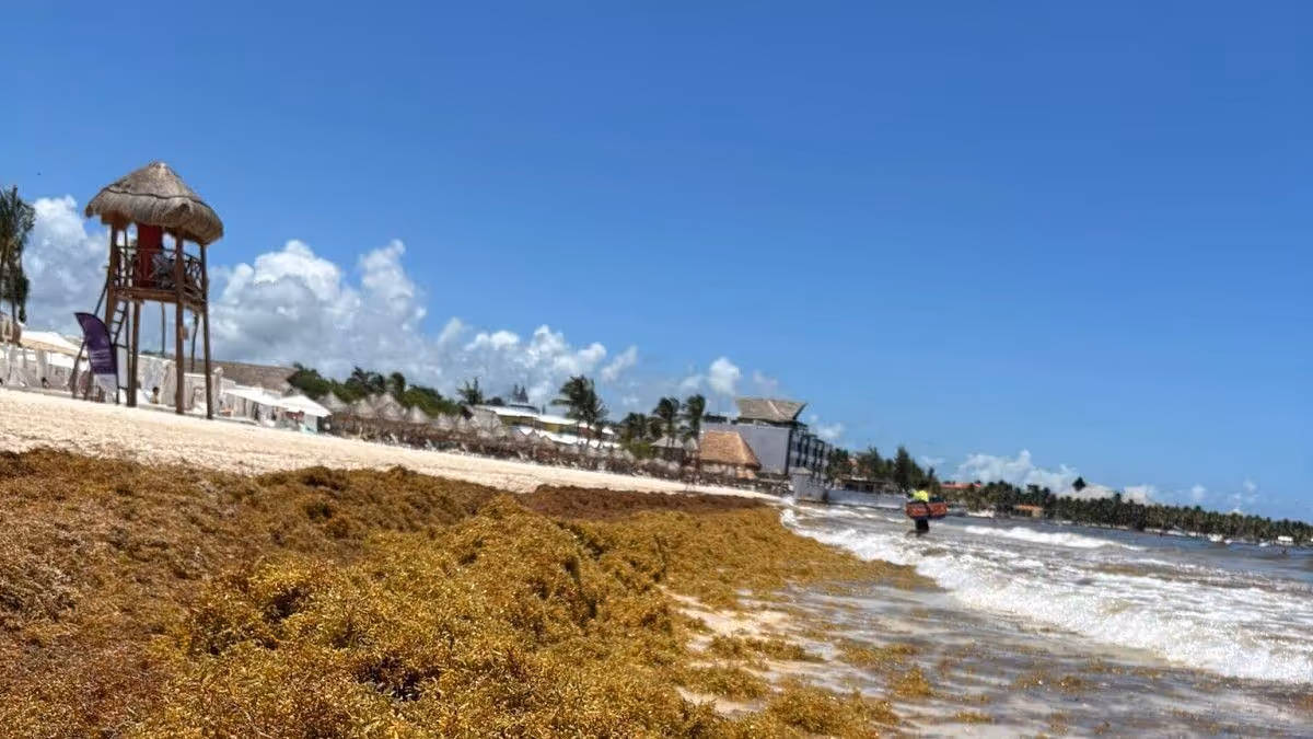 Sargazo en Quintana Roo: récords históricos en 2026